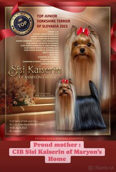 Yorkshire Terrier, Mini Yorkshire, yorki, jorksir - 5