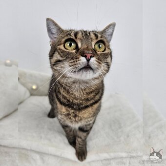 Očarujúca mačička ZOJKA hľadá domov - 5