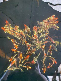 Koi kapor - 5