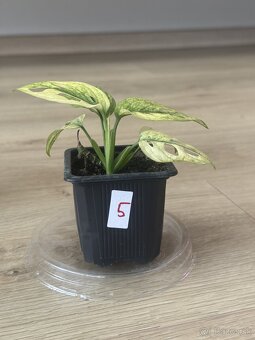 Monstera adansonii variegata - 5