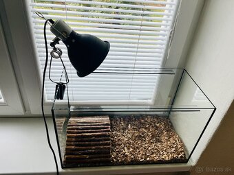 Suchozemská korytnačka - 5