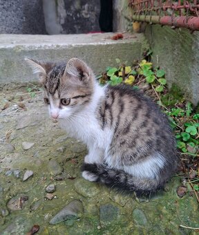 Darujem mačiatka - 5