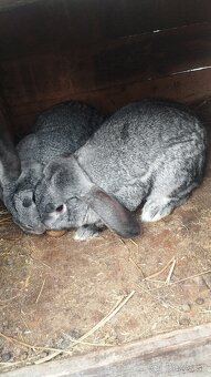 Predám chovné samice - 5