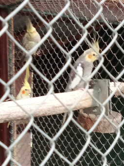 Korely -krúžkované - 5