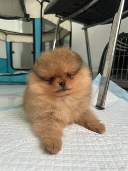 Pomeranian s pp FCI - 5