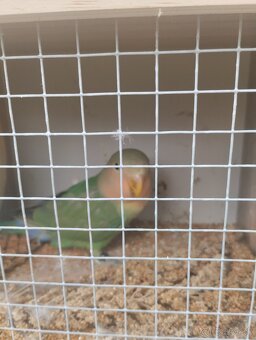 agapornis ružovohrdlý 1 - 5