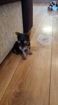 Yorkshirsky terier mini, york - 5