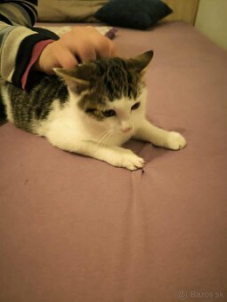 Mačiatka do dobrých rúk - 5