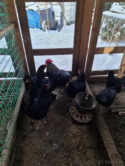 NV brakelky,vlašky,black star - 5