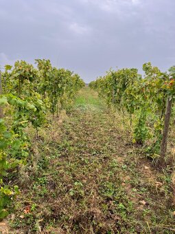 Prenájom vinohradu – Štefanová - 5