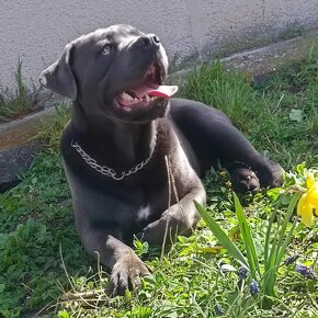 Cane Corso - 5