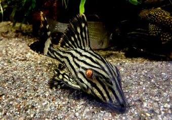 pleco - 5