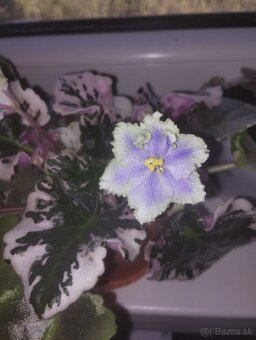 Africká fialka panašovana (Saintpaulia variegata) Valéria - 5