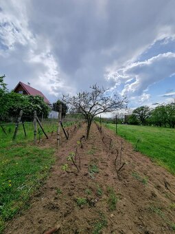 Na predaj vinohrad v meste Skalica - lokalita Žobráky - 5