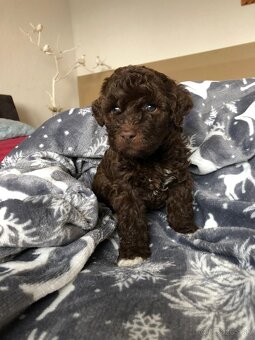 Lagotto Romagnolo - 5