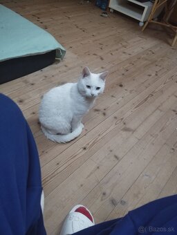 PREDAM KOCURIKA ROZUMNEHO..LEN SLUSNEMU CLOVEKU - 5
