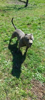 Americky pitbullterier - 5