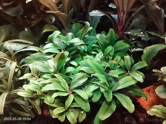 Akvariova rastlina Bucephalandra sp. Kualakuayan 1 - 5