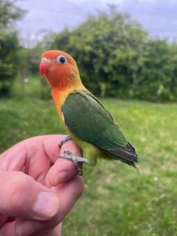 AGAPORNIS FISHER Maznačik-krotký - 5