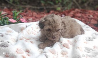 Maltipoo - 5