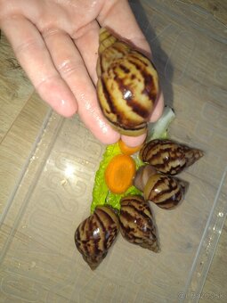 Africký slimák Lissachatina reticulata klasik malé - 5