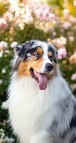 Australsky ovciak - Krytie, PP - 5