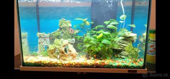 Komplet akvárium - Tetra 50L - 5