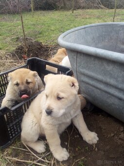 Prodám štěňata stredoázijských ovčáku - 5