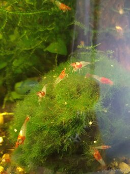 Krevety Caridina Crystal Red +Neocaridina Red rili - 5