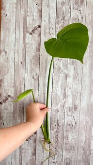 Monstera deliciosa 3ks odrezkov - 5