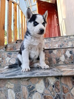 Sibirsky husky - 5