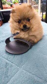 Pomeranian mini - fenka - 5