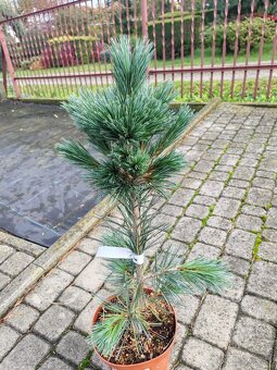 Predaj okrasnych drevin - 5