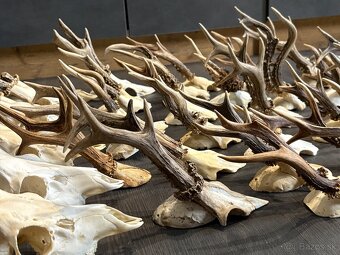 Parozie,parohy,paroh,zhody - 5