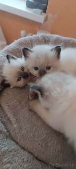 Ragdoll mačiatka, mačka - 5