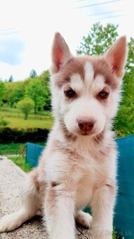 Sibirsky husky hasky - 5