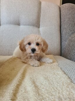 Maltipoo - 5
