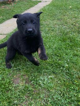 Nemecký ovčiak-šteniatka - 5