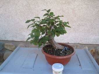 bonsai,bonsaj-hrab 1 - 5