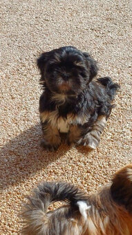 Prodám štěňata Lhasa Apso - 5