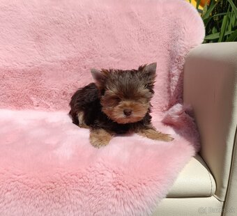 Yorkshire terrier - 5