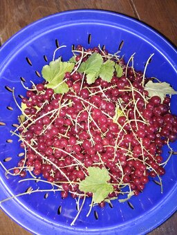 Červené ríbezle 100% BIO - 5