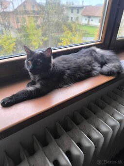 Predám mačiatka Maine coon - 5