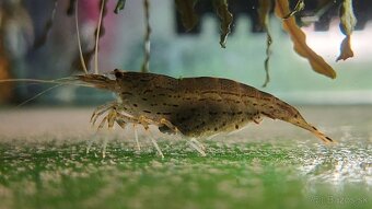 Krevetky Caridina Multidentata (Amano, Japonica) - 5