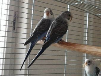 predám andulky čiernokrídle - 5