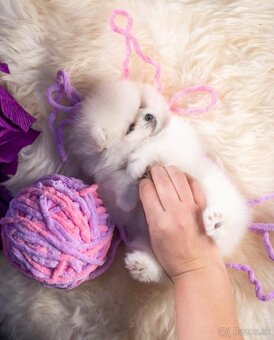 Pomeranian Exclusive - 5