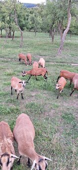 Predam kamerunske ovce - 5