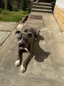 American Bully - 5