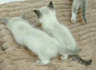 Ragdoll - 5