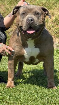 American Bully Xl - 5